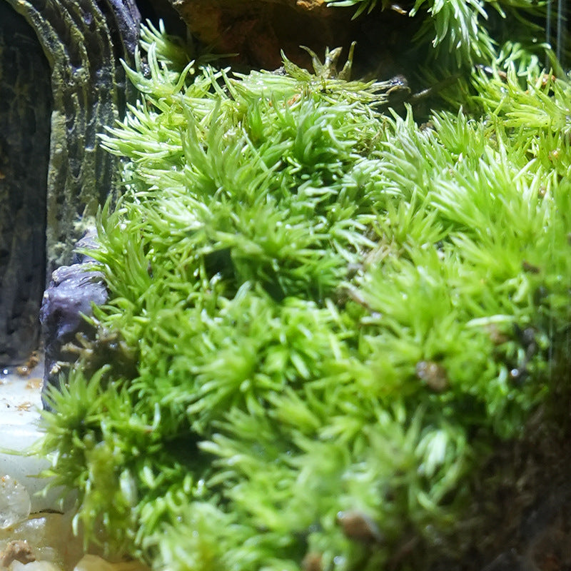 Miniature garden in glass, handmade
