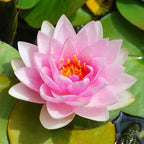 100 PCS Mixed Colors Water Planting Lotus Seeds Set