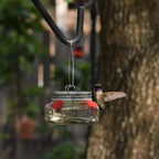 Beautiful Plastic Jar Hummingbird Feeder W/ Four Ports