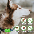 12 Months Bug Free Collar For Dogs