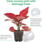15 pack Transparent Seedling Pots for Easy Root Monitoring and Growth