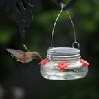 Hummingbird feeding from a hanging mason jar feeder outdoors