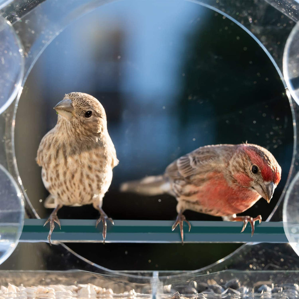 Clear Window Bird Feeder with Removable Seed Tray and Suction Cups
