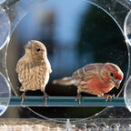Clear Window Bird Feeder with Removable Seed Tray and Suction Cups