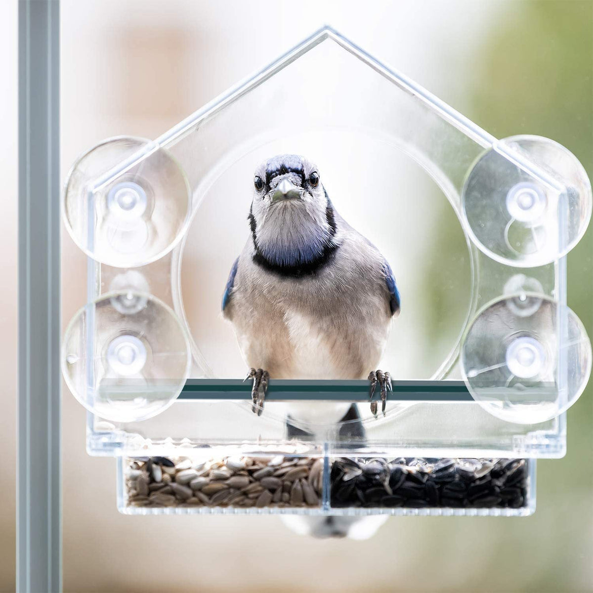 Clear Window Bird Feeder with Removable Seed Tray and Suction Cups
