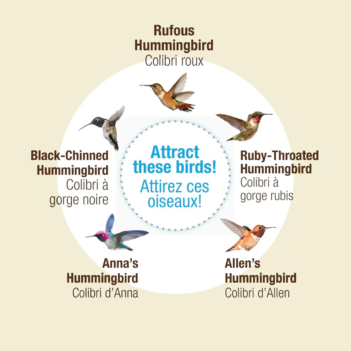 Hummingbird feeder attracts Rufous, Black-Chinned, Ruby-Throated, Anna's and Allen's hummingbirds