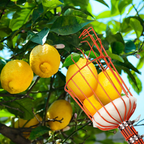 66 IN. Fruit Picker Fruit picker