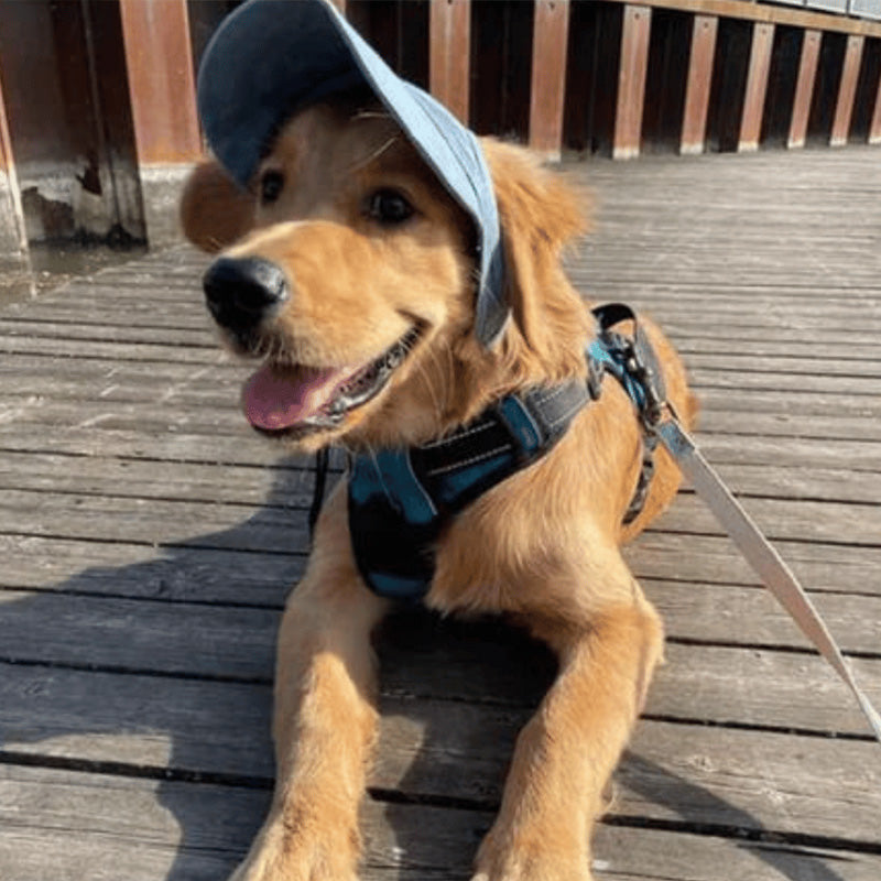 Satsus| Dog hat