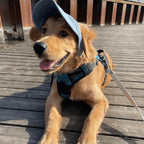 Satsus| Dog hat