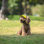 Satsus| Dog hat